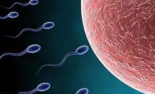 怎樣提高女性卵子質(zhì)量 多吃這些食物真有效果