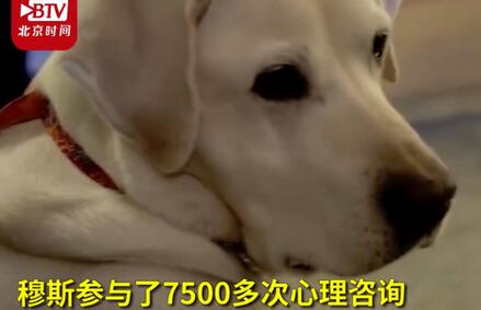 8歲治療犬獲博士學位 網(wǎng)友吐槽：活的不如狗系列還是單身狗