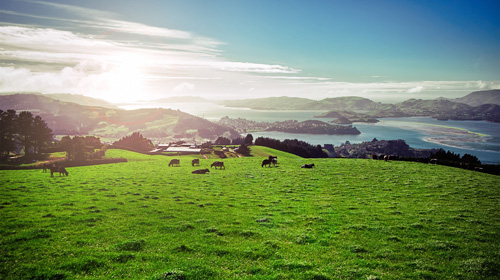 目前很火的草飼奶粉究竟好在哪里？帶你解密高培臻愛草飼奶粉