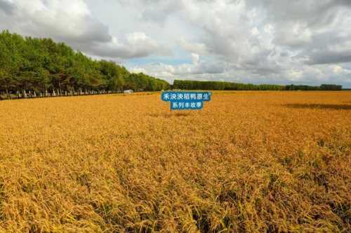 尊重自然大天性 迭代科學(xué)育兒觀 ——禾泱泱有機(jī)稻鴨原生小泱胚芽米2021鮮活上市