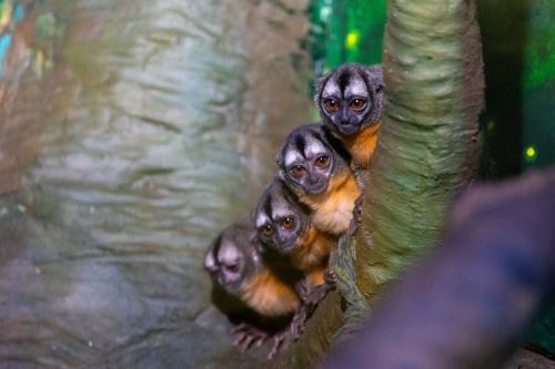 長隆繁育出全世界種類最多的猿猴種群