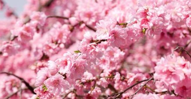 桃花也能用來美容，姐妹們快來試試看