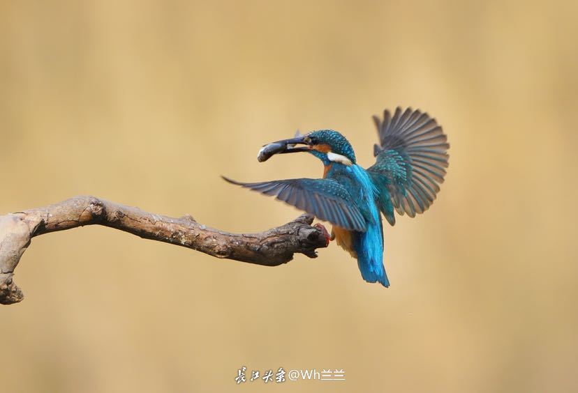 “參賽兒童衣著暴露”牽出更嚴(yán)重問題