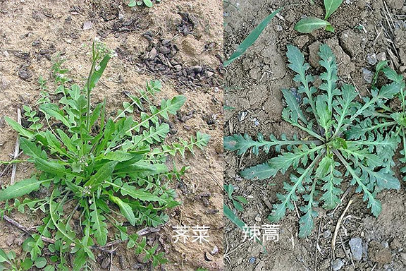 小心中毒！專家提醒：路邊的野草，你不要采！